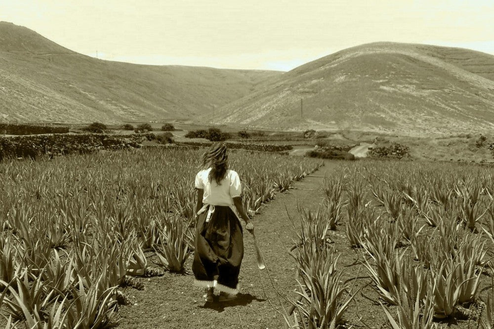 The History of Aloe Vera: From Ancient Remedies to Modern Skincare