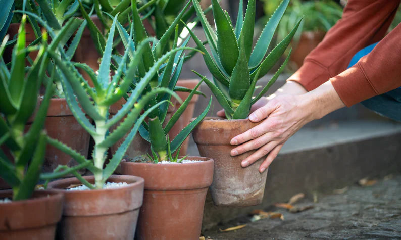 Does Aloe Vera Expire? Aloe Vera Shelf Life Explained